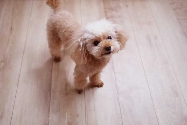 フローリングの上でくつろぐ犬とペット向け床材のイメージ